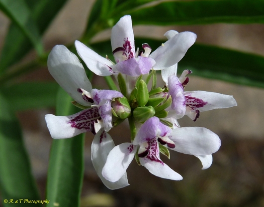 {Justicia americana}